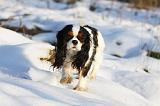 CAVALIER KING CHARLES 432
